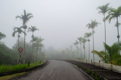 Road by palm trees against sky