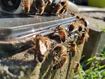 Close-up of bee