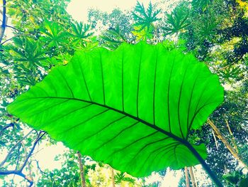 Close-up of fresh green leaves against sky