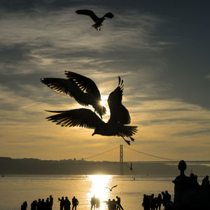 Silhouette birds flying over sea against sky