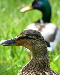 Close up of a bird