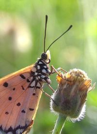 Close-up of butterfly on leaf