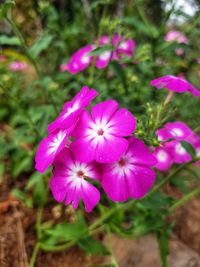 Close-up of pink flowering plant on field