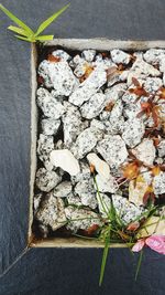 High angle view of white rose on rock