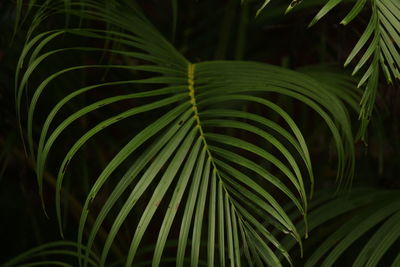 Close-up of palm leaves