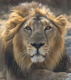 Close-up portrait of lion