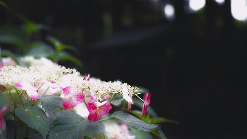 Close-up of pink flowers blooming outdoors