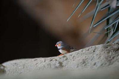 Close-up of bird perching on wall