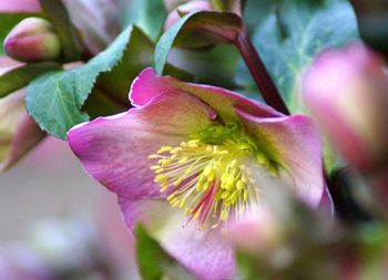 Close-up of pink flowers