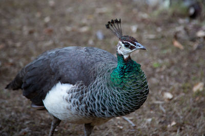 Close-up of peacock