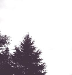 Low angle view of trees against clear sky