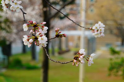 Close-up of white flowers on branch