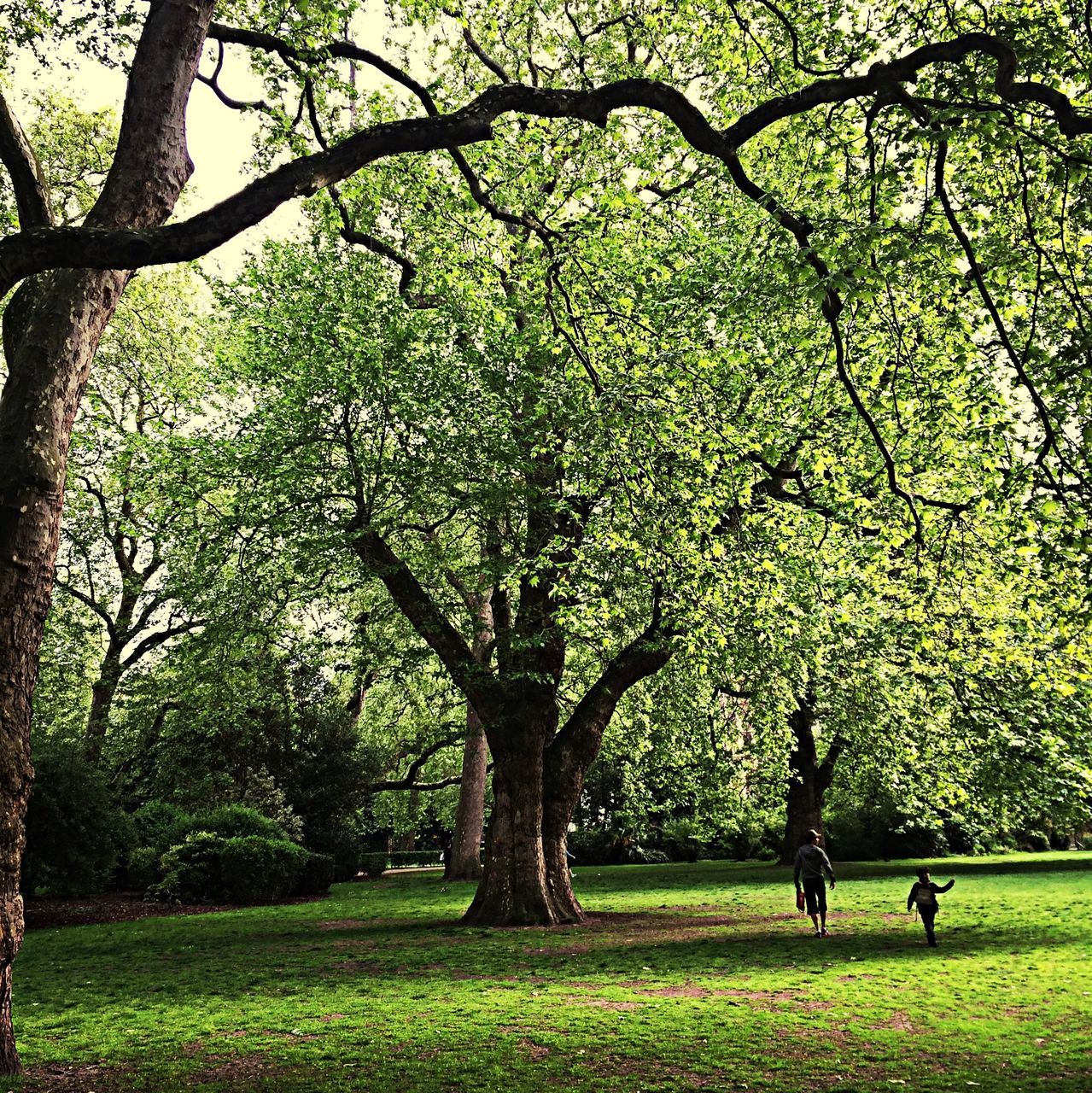 tree, grass, park - man made space, growth, branch, green color, leisure activity, men, nature, person, park, beauty in nature, tranquility, lifestyles, tranquil scene, sunlight, scenics, field, flower