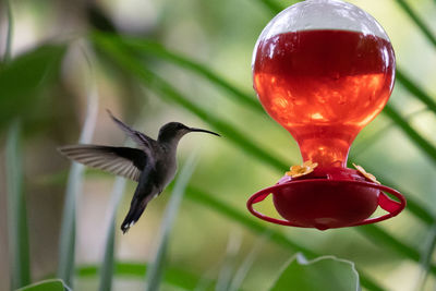 Close-up of hummingbird flying against blurred background