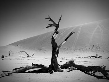 Dead tree on snow covered land against sky