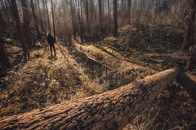 View of trees in forest