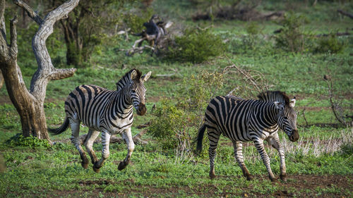 Zebras walking on grassy land