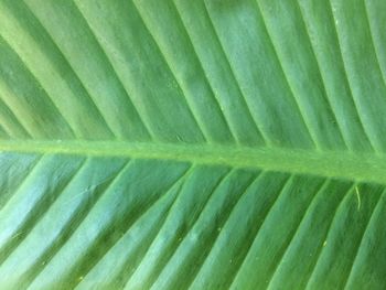 Full frame shot of palm leaf