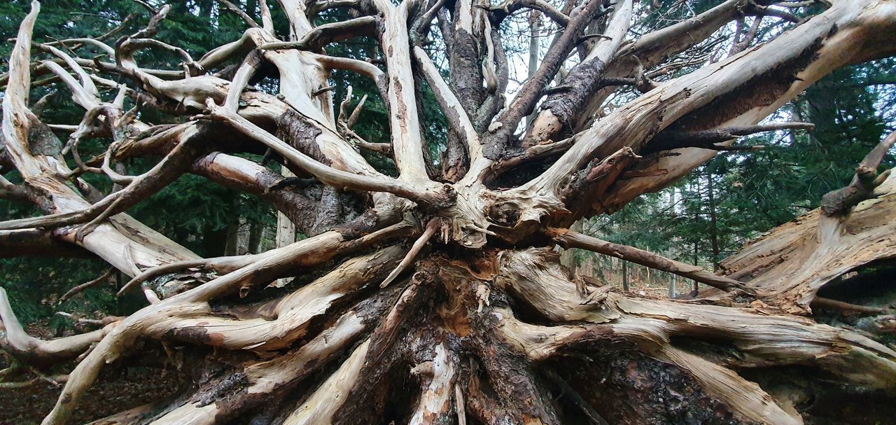 LOW ANGLE VIEW OF TREE ROOTS