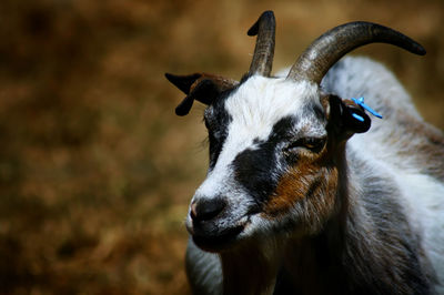 Close-up of goat