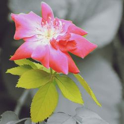 Close-up of pink flower blooming outdoors