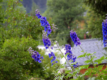 Close-up of purple flowering plants on field