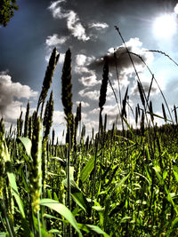 Plants growing in field