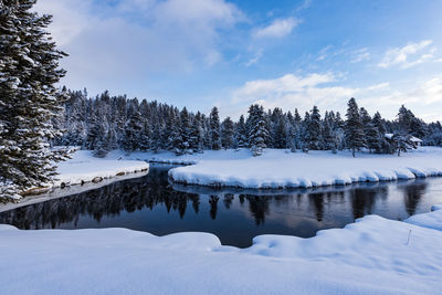 Snow covered pine trees by lake against sky