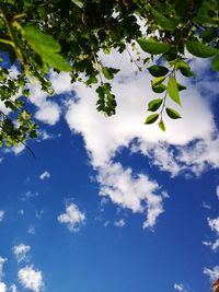 Low angle view of trees against blue sky