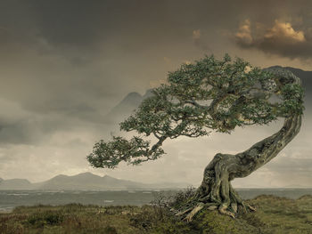 Tree by sea against sky