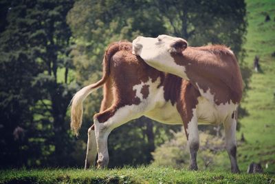 Cow standing in a field