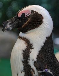 Close-up of a bird