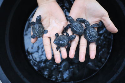 The hatchlings before realeased to over the sea at lhok nga beach, aceh province indonesia.