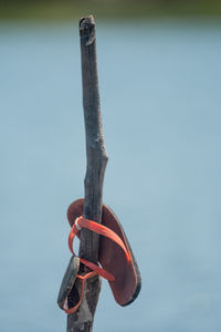 Low angle view of tree against sky