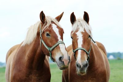 Horses in ranch