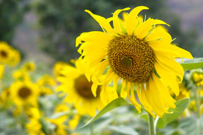 Close-up of honey bee on sunflower