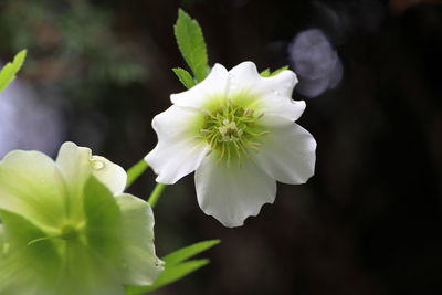 Close-up of white flowering plant