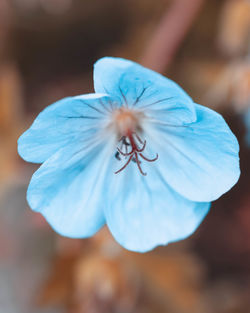 Close-up of purple flower