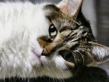 Close-up portrait of cat