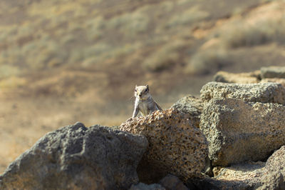 View of a lizard on rock