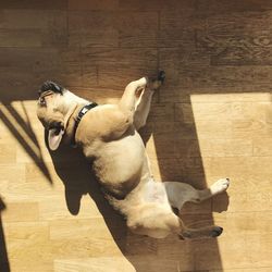 Directly above shot of french bulldog resting on hardwood floor