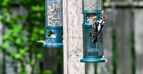 Close-up of bird perching on wooden post