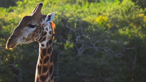 Close-up of giraffe