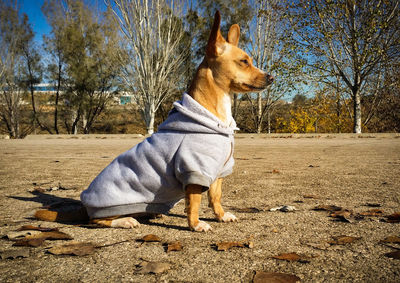 Dog on dirt road against sky