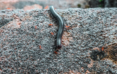 Close-up of insect on rock