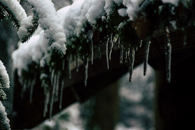 Close-up of icicles hanging on tree