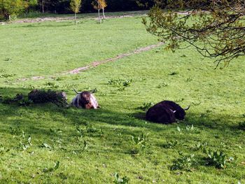 View of a sheep on field