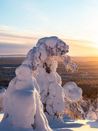 Crown snow-load on trees during sunset in riisitunturi national park, posio, finland