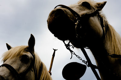 View of two camargue's horses and a gardian silhouette during the procession 