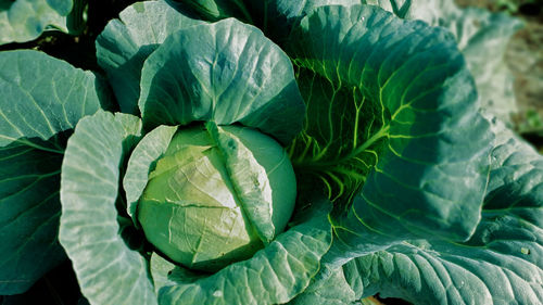 Close-up of green leaves of cabbage
